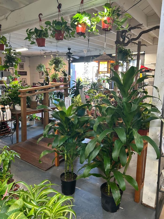Floor Plants Minimal Selection