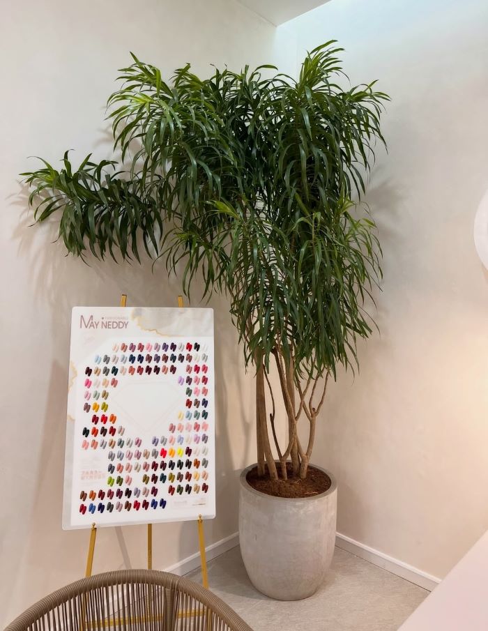 Small Plant Corner Office
